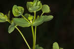 Warty spurge